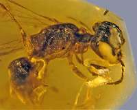 Fossilized insect from 100 million years ago is oldest record of primitive bee with pollen