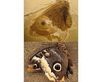 Smithsonian scientists discover butterfly-like fossil insect in the deep Mesozoic