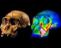 Scientists confirm pair of skeletons are from same early hominin species