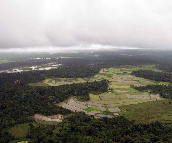 Clearing small areas of rainforest has outsized climate impact: study