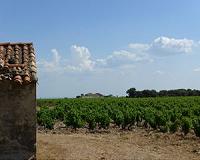 Bordeaux winemakers cheer heatwave: 'It's magic!'