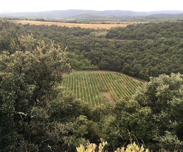 Bordeaux wine harvest drops to lowest level since 1991