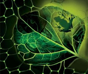 Hacking code of leaf vein architecture solves mysteries, allows predictions of past climate