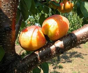Invasive Asian stink bugs threaten fruit crops in Michigan