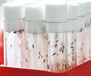 How the fruit fly made its way out of Africa