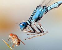 Study tackles evolution mystery of animal, plant warning cues for survival