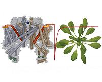 How plants sense electric fields