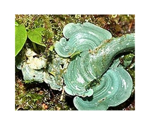 Fungi Can Change Quickly And Pass Along Infectious Ability