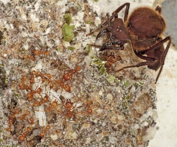 Brazilian ant farm yields new antifungal compound