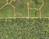 Gabon's timber industry reeling after corruption scandal