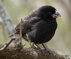 A New Appreciation Of The Ecology-Evolution Dynamic