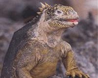 Volcanic eruption takes toll on Galapagos wildlife