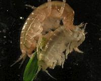 Parasite turns shrimp into voracious cannibals