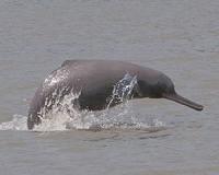 Oil spill threatens rare Bangladesh dolphin breeding zone