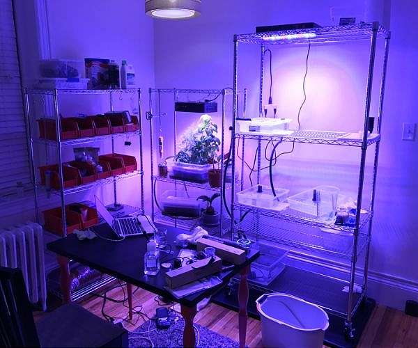 Building a better indoor herb garden