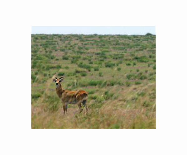 Israel studies new forest home for endangered mountain gazelle