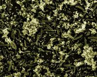 Boosting armor for nuclear-waste eating microbes