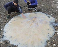 Mystery giant jellyfish washes up in Australia