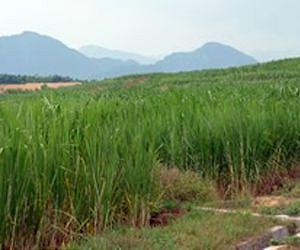 Green fuel versus black gold