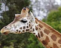 Gentle giraffes threatened with 'silent extinction'