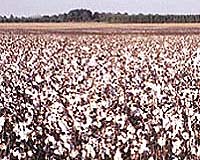 CottASSIST: Tools For Cotton Management