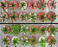 Scientists Closer To Developing Salt-Tolerant Crops