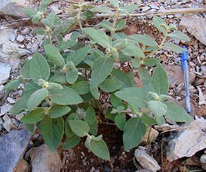 First South American plant for purifying soils contaminated with zinc and cadmium