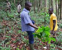 Cocoa industry agrees plan to tackle deforestation