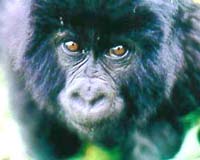 Mountain gorillas in danger as DR Congo rebels overrun habitat