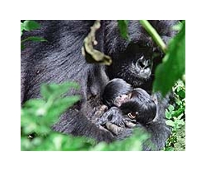Mountain gorilla twins born in Rwanda