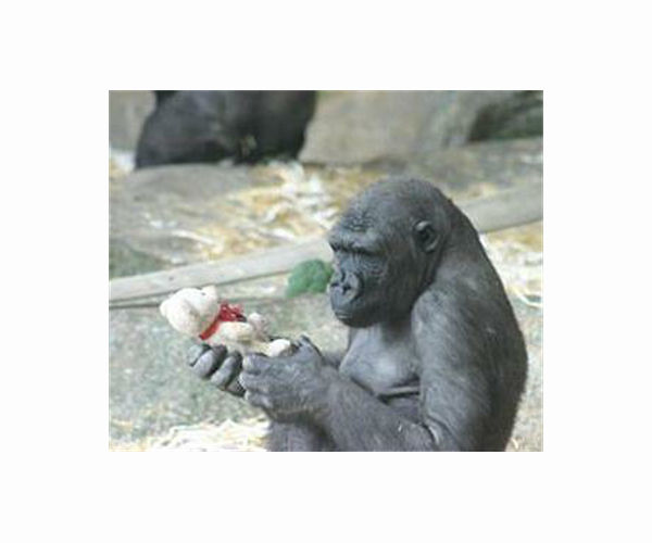 Nigerian NGO slams Turkish decision to keep rescued baby gorilla