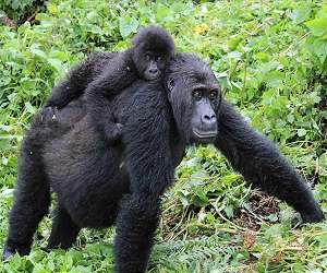Recent Census In DR Congo Finds Gorillas Have Survived