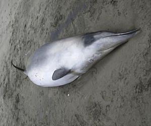 World's rarest whale seen for the first time