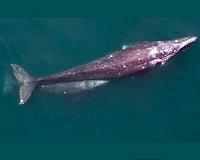 Scientists use unmanned aerial vehicle to study gray whales from above
