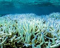 Thailand closes dive sites over coral bleaching crisis