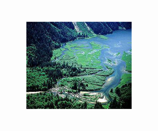 Widest trees dominate carbon storage in Pacific Northwest forests