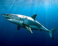Cuban, US scientists bond over big sharks