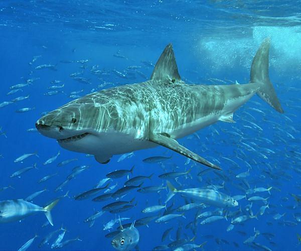 Shark bites and deaths up even as species faces crisis: study