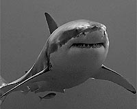 Great Whites hang out in Pacific's 'shark cafe'