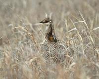 Vulnerable grassland birds abandon mating sites near wind turbines