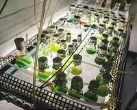 New way to relieve photosynthesis bottleneck in plants could boost crop yields