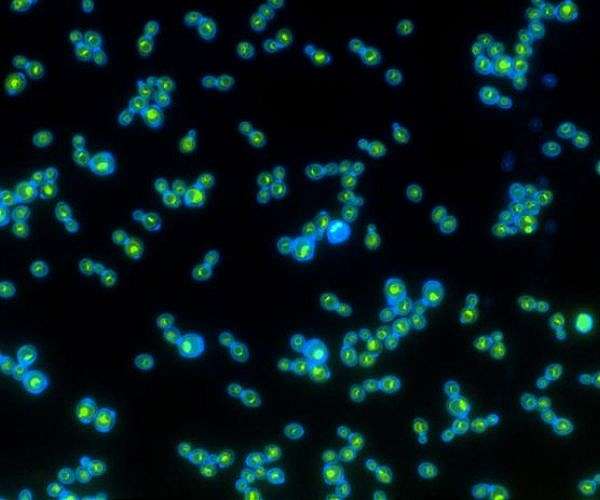 Yeast withstands Mars-like shocks and toxic salts in survival test