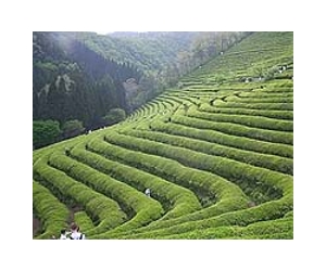 Japan restricts green tea over radiation fears