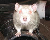 Rat Like Senses A Whisker Away From Humans