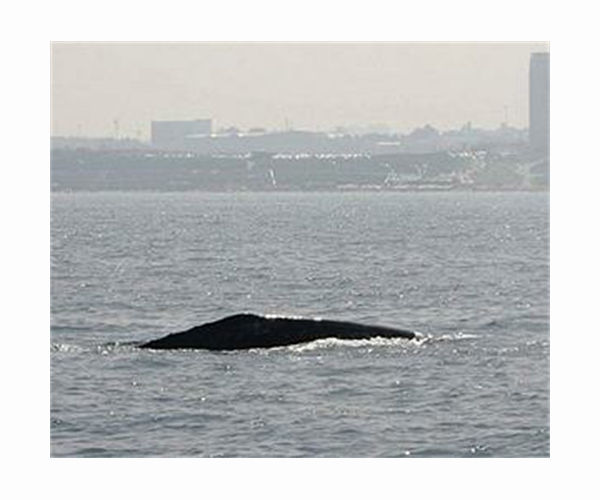 Lost in the Med: Pacific grey whale ventures far from home
