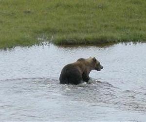 Canada needs more, bigger parks to protect wildlife: study