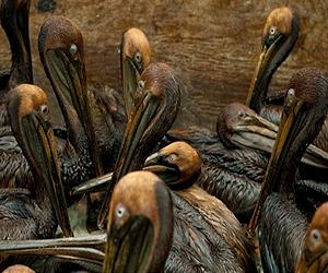 Tracking System Leads Rescuers To Birds Caught In Gulf Of Mexico Oil Spill