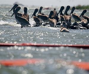 Gulf spill impact will linger long after oil is gone: study
