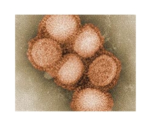 Long-term study of swine flu viruses shows increasing viral diversity