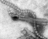 Hong Kong reports third H7N9 death